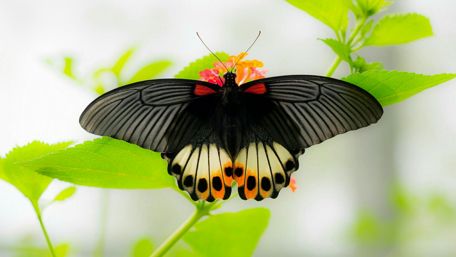 Beautiful dark butterfly - Macro photography wallpaper