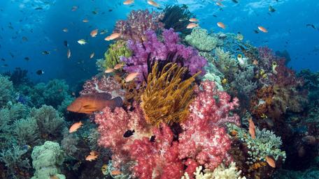 Colorful life under the sea wallpaper