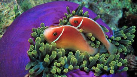 Clownfish wallpaper