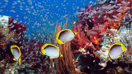 Beaufitul fishes wallpaper