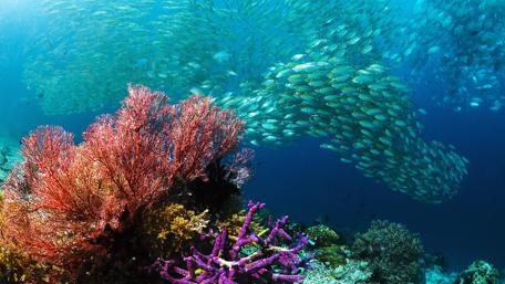 Swirling fishes wallpaper