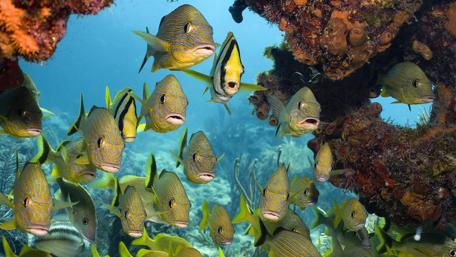 Tropical fishes wallpaper