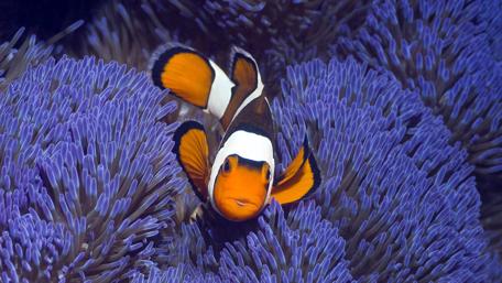 Clownfish - Underwater photography wallpaper
