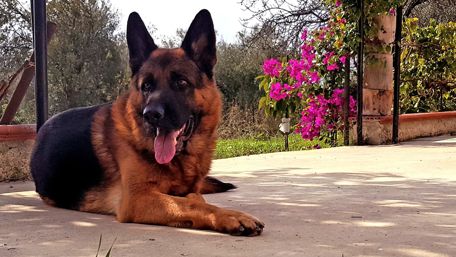Majestic German Shepherd in a Serene Setting wallpaper