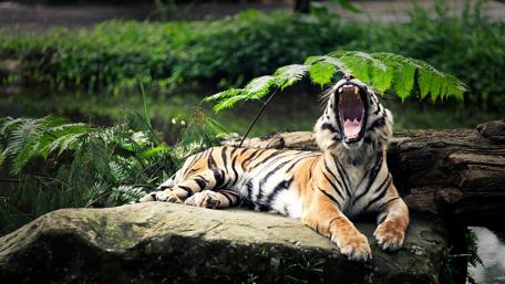Roar wallpaper