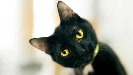 Black cat wallpaper