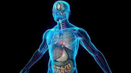 Human body wallpaper
