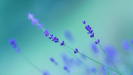 Close up Lavender wallpaper