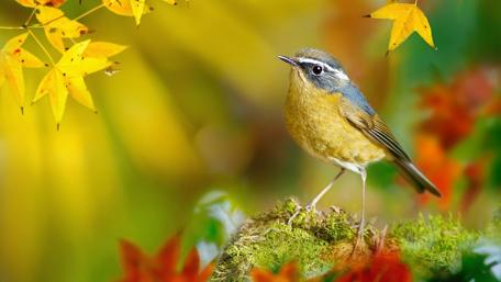 Autumn bird wallpaper