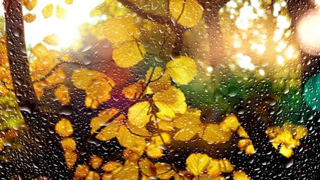 Autum window in the rain wallpaper