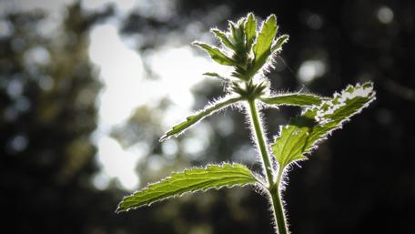 Delicate Green Stem in Nature's Light wallpaper