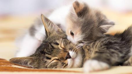 Kitten kiss wallpaper