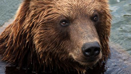 Kamchatka brown bear wallpaper