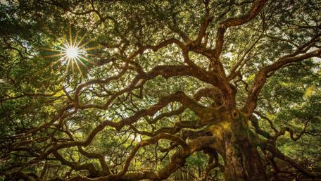 Angel Oak Tree wallpaper