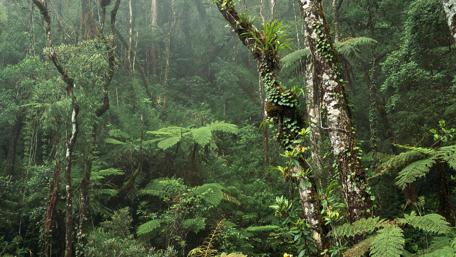 Kinabalu Park wallpaper