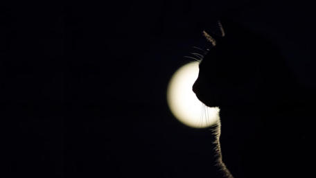Cat in the full moon wallpaper