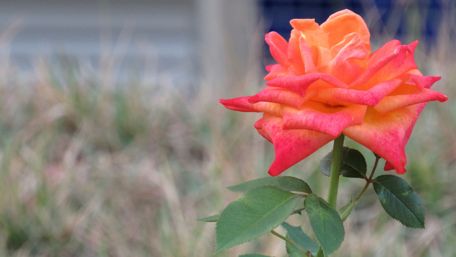 Vibrant Rose Blossom Wallpaper Showcase wallpaper
