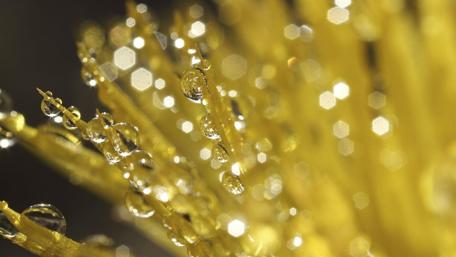 Golden Drops in Nature's Embrace wallpaper