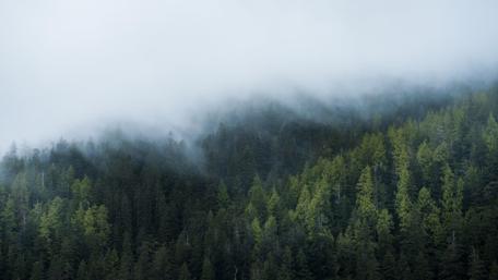 Misty forest wallpaper