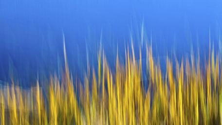 Abstract grass wallpaper