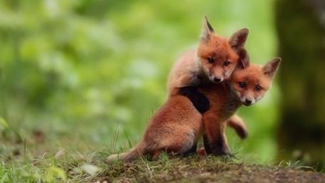Cute red fox cubs wallpaper