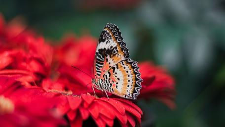 Penang Butterfly Farm wallpaper