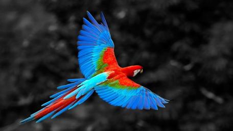 Parrot wallpaper