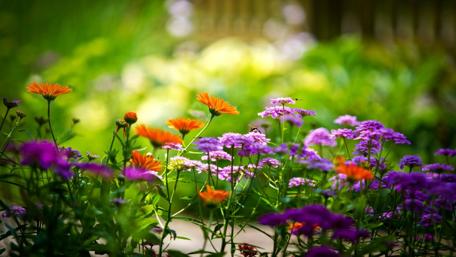 Colofrul garden flowers wallpaper