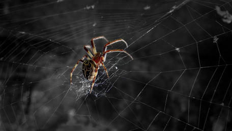 Spider - Macro photography wallpaper