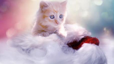 Christmas Kitten wallpaper