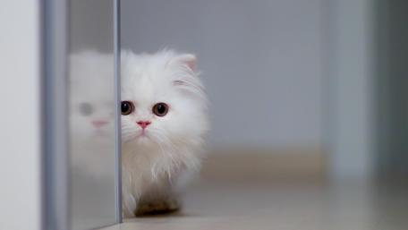 Cute cat wallpaper