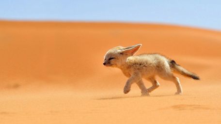 Fennec fox cub wallpaper