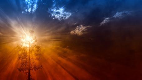 Sunset glory around the tree wallpaper