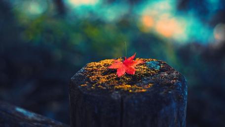 Red mapple leaf wallpaper