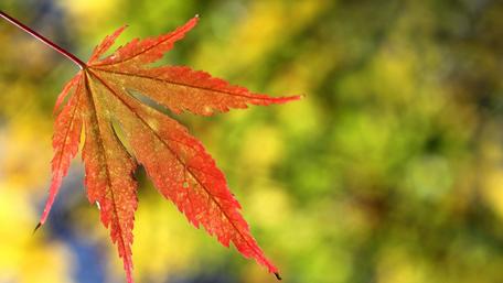 Autumn leaf wallpaper