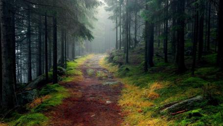 Deep forest in Norway wallpaper
