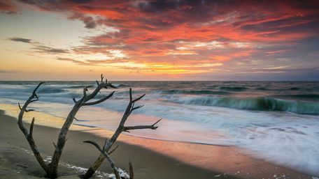 Arid tree on the beach wallpaper