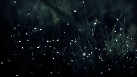 Black Grass wallpaper