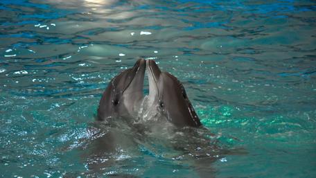 Dancing Dolphins in Crystal Waters wallpaper