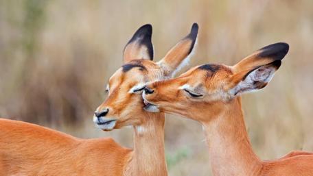 Impala kiss wallpaper