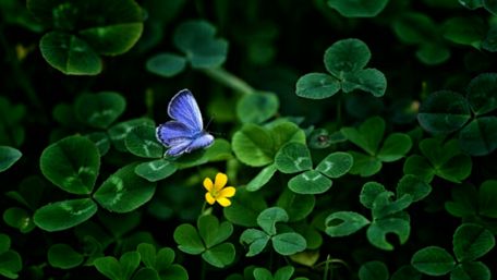 Blue Butterfly Among Clover Bliss wallpaper
