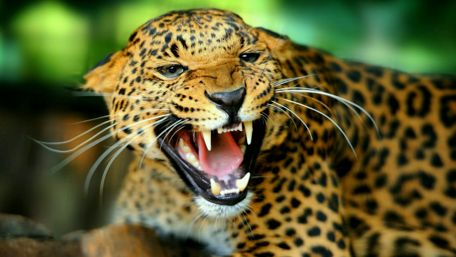 Majestic Leopard in Full Furry Glory wallpaper