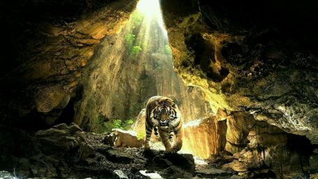 Majestic Tiger in a Hidden Cave wallpaper