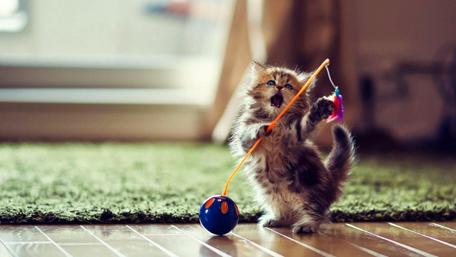 Cute playing kitten wallpaper
