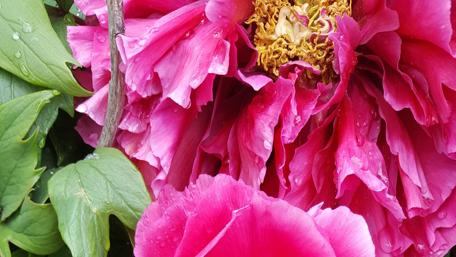 Pink flower wallpaper