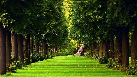 Tree alley wallpaper