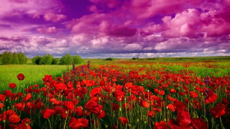 Poppy field wallpaper