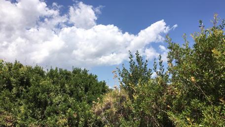 Greece trees and clouds wallpaper