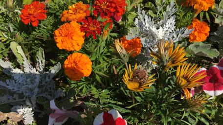 Autumn flowers wallpaper