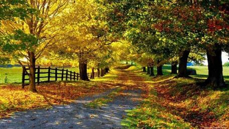 Autum forest path wallpaper